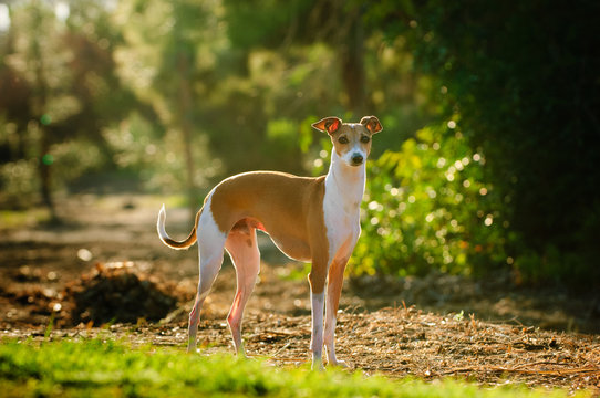 Italian Greyhound dog standing in park