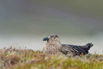 Great Skua nesting on land at Iceland