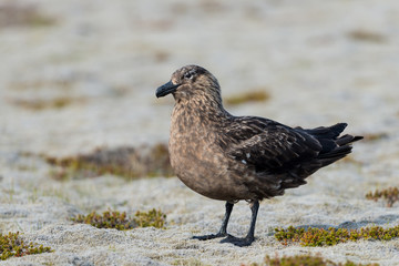 Great Skua on land at Iceland