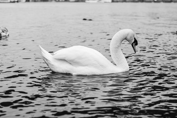 white swan in the lake