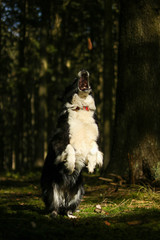 playing border collie in dark forest
