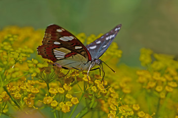 Mediterranean Honeysuckle butterfly ; Limenitis reducta