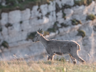 Steinbock Herde mit Sonnenuntergang am Creux du Van