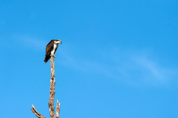 An Osprey perching on the dead tree during winter migration.