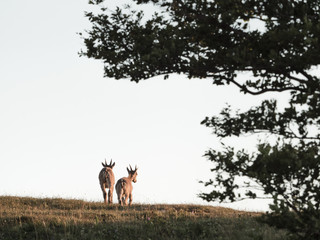 Steinbock Herde mit Sonnenuntergang am Creux du Van