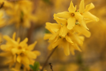 colorfull flowers from europe