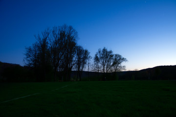 Tree silhouettes during the blue hour