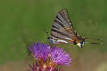 Plum swallow tail butterfly ; Iphiclides podalirius