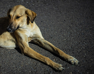 Homeless dog outdoor