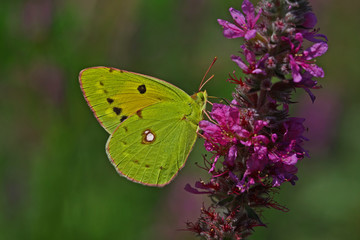 yellow perspiration butterfly ; Colias crocea