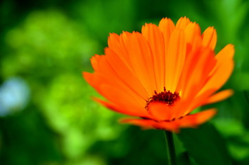 Nahaufnahme einer Ringelblume 