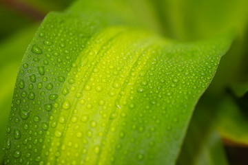 Obraz premium Green leaf with water drops for background - Image