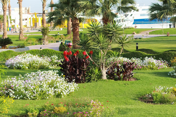 Resort park area. Palma on whom accurate green lawn summer flowers are planted by separate groups. On a background the moored white yachts are visible. Blue clear sky