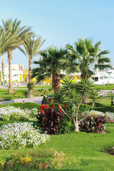 Resort park area. Palma on whom accurate green lawn summer flowers are planted by separate groups....