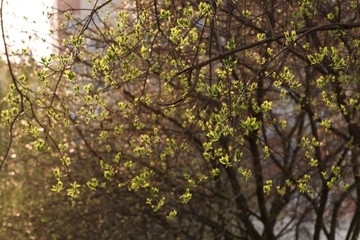 Fototapeta na wymiar Spring trees