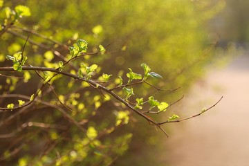 Bush branch in sunlight 