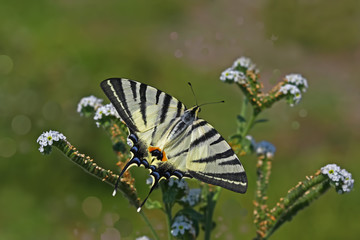 Nazuğum butterfly ; Euphydryas aurinia