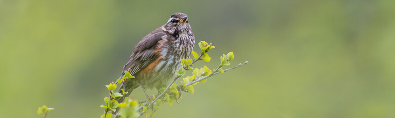 Singing Redwing (Turdus iliacus) trush in green surrounding