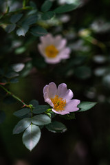 Close up of wild dog rose flowers