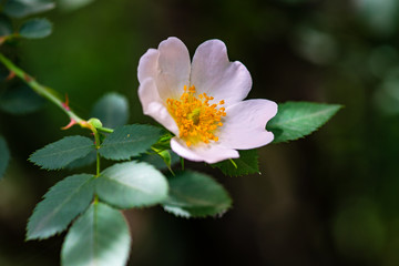 Close up of wild dog rose flowers