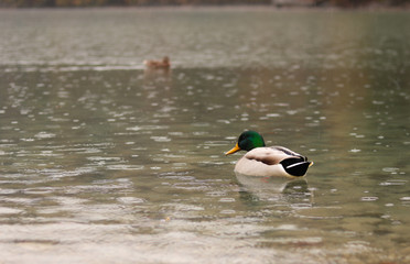 drake in blue lake at rainy day