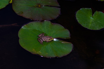 Green frog in a pond