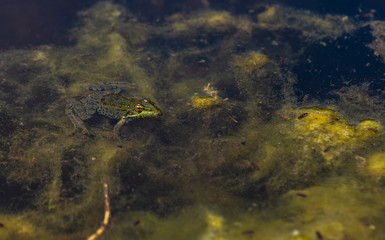 Green frog in a pond