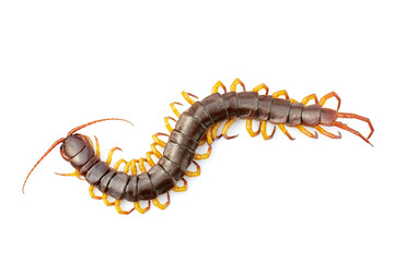 Image of centipedes or chilopoda isolated on white background. Animal. Poisonous animals.
