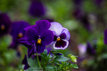 Tricolor viola flowers
