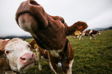 a herd of cows in cloudy weather © Tereza