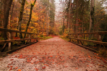 autumn way