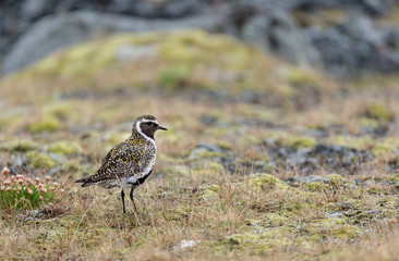 The European golden plover (Pluvialis apricaria) in breeding plumage