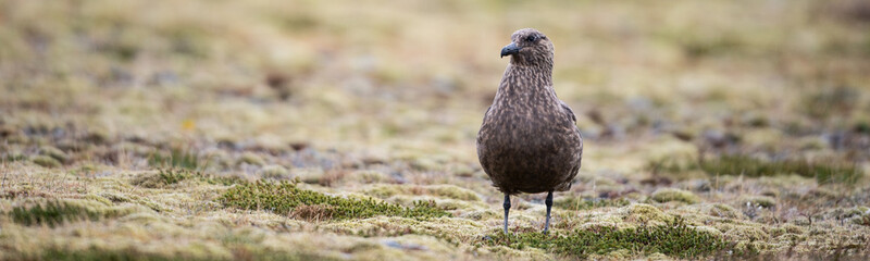 Great skua acting territorial in the rain.