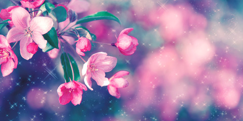 Gorgeous background with blooming coral cherry tree