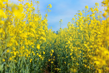 photo canola field / bright hot summer day landscape in nature