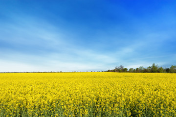 photo canola field / bright hot summer day landscape in nature
