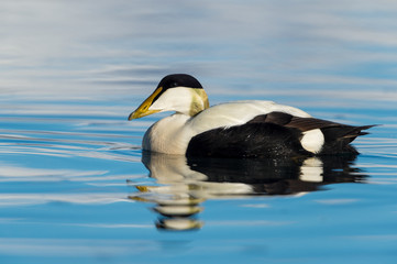 Male common eider seaduck on the waters of Jokusarlon glaciar lake