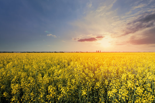 canola field rapeseed plant / sunset time photon image mid-summer