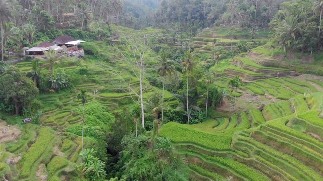 aerial video of rice terraces in Bali