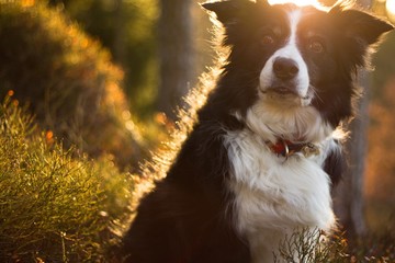 border collie in green nature at spring sunrise
