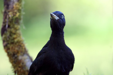 Female of Black woodpecker, Dryocopus martius