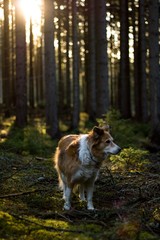 border collie in forest at sunset. annimal in wild nature.