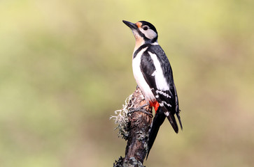 Great spotted woodpecker, Dendrocopos major