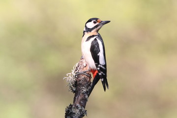 Great spotted woodpecker, Dendrocopos major