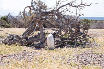 Magellanic penguin close up. Punta Tombo penguin colony, Patagonia