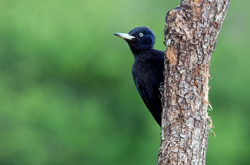 Fototapeta premium Female of Black woodpecker, Dryocopus martius
