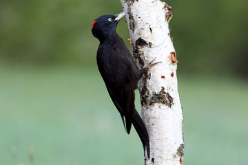 Female of Black woodpecker, Dryocopus martius