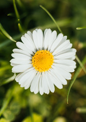 Obraz premium Close up top view daisy in summer 