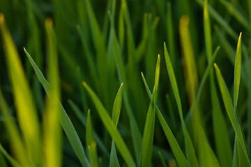 Fototapeta na wymiar blades of grass from meadow with sun beam