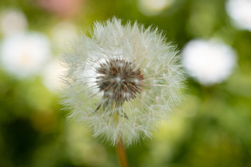 Close up dandelion in summer 